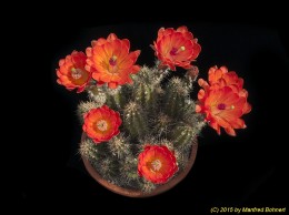 Echinocereus salm-dyckianus 1267